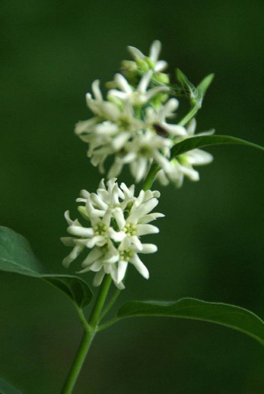 Unser Orchideenpark Bild Nr.088